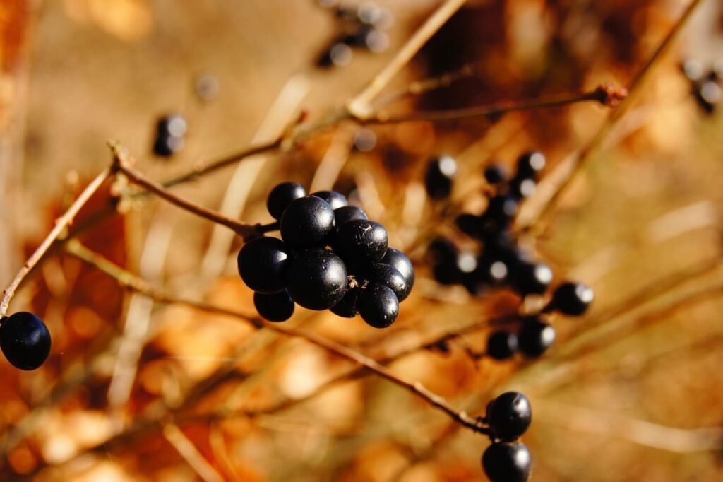 The Acai Tree: The Tropical Powerhouse of the Rainforest - Trees That Fruit